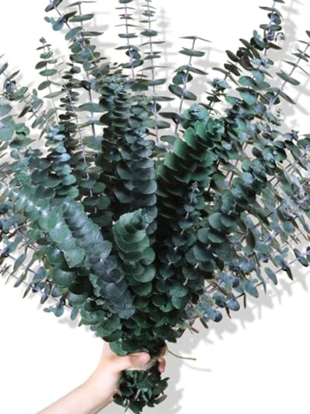 New 30Pcs Dried Eucalyptus Stems, 17" Real Preserved Eucalyptus Plant for Shower